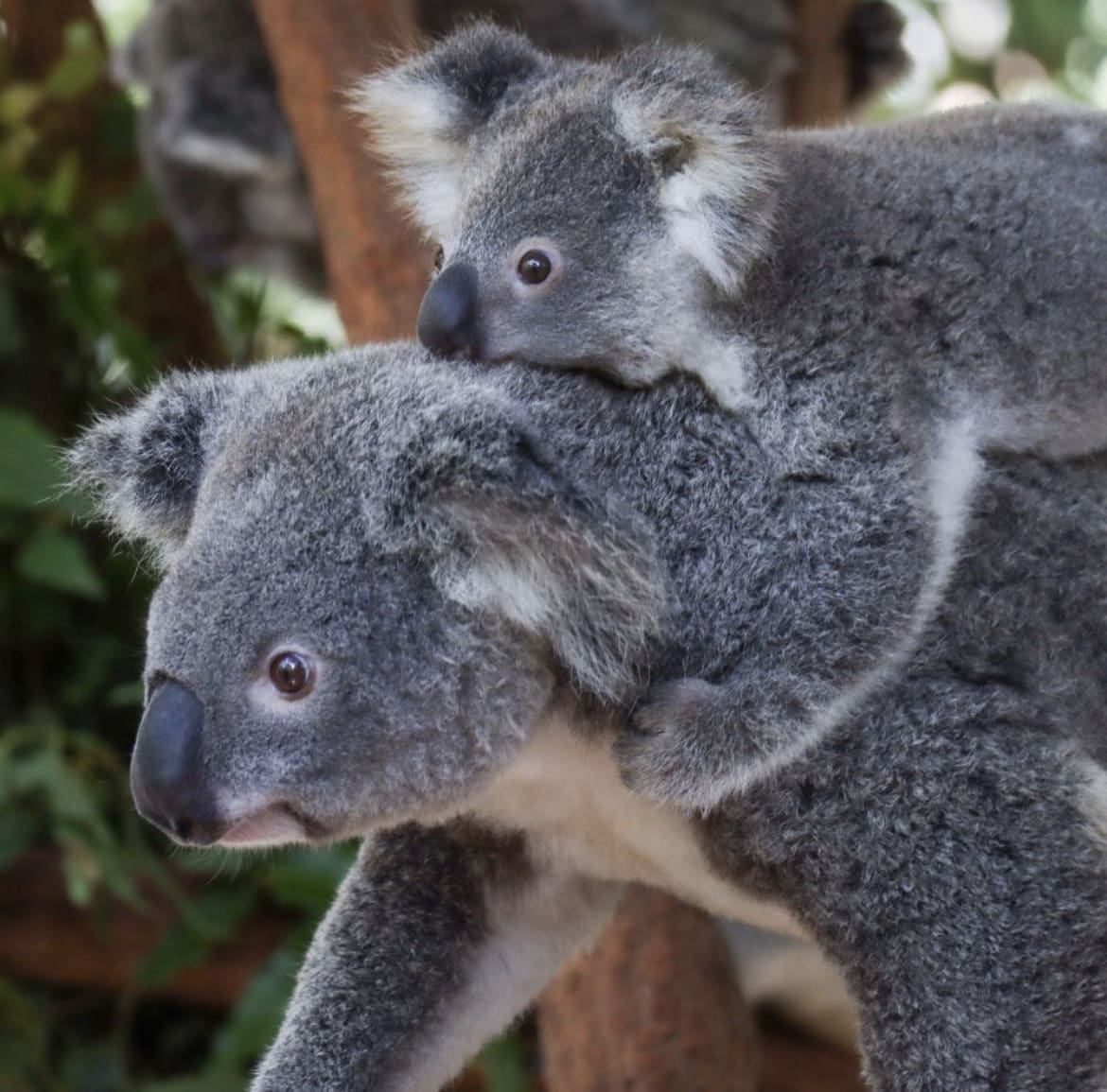 Lone Pine Koala Sanctuary